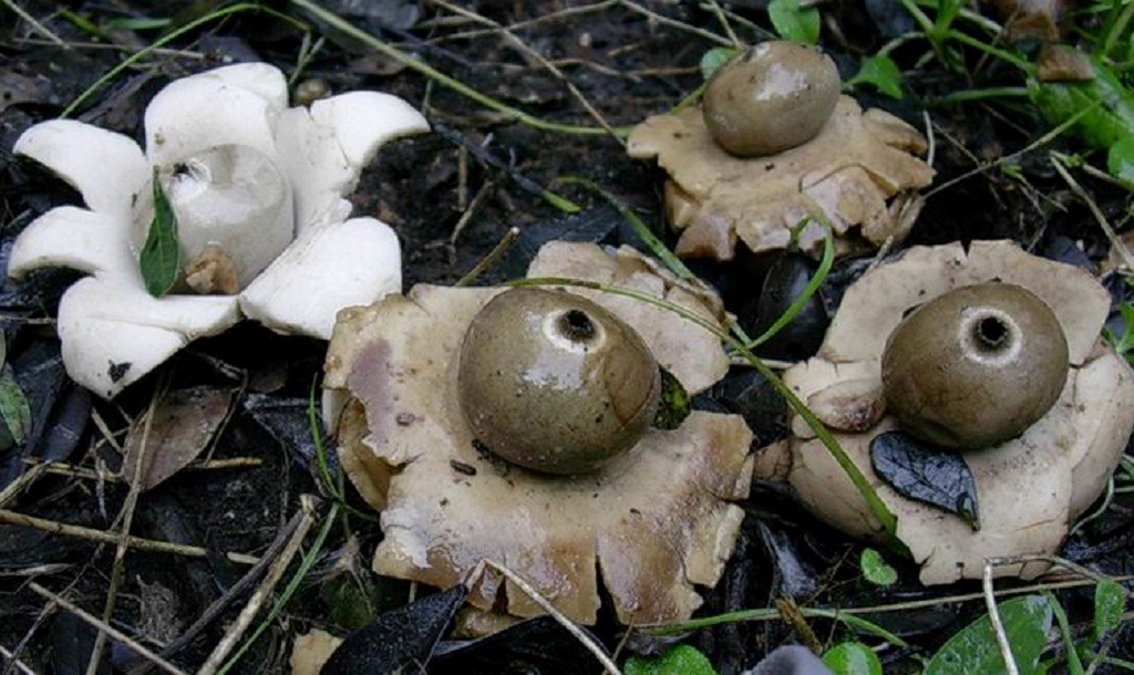 1871 Gennaio vecchio ritrovamento